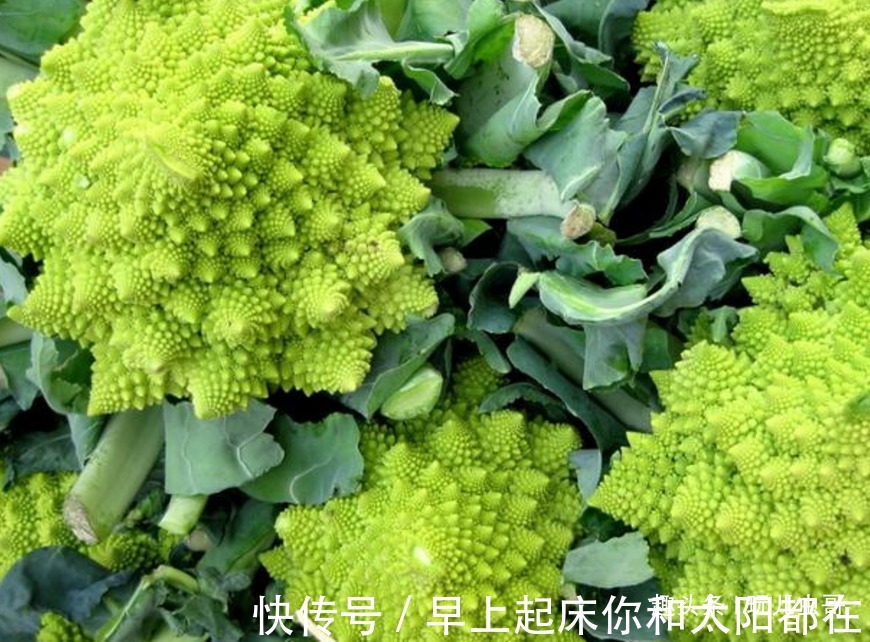 块茎|宝塔花菜脆嫩可口,美容养颜,四招种出绿色美味的宝塔花菜来!