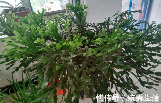扦插|蟹爪兰开花期间叶片干瘪发蔫,花苞打不开,可能是这两点没做好