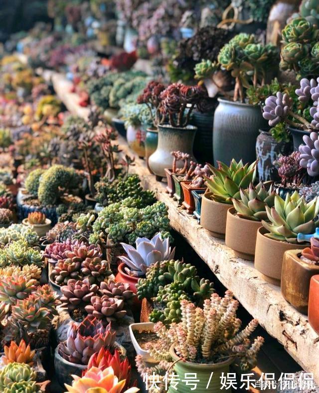 仙境|他痴迷养多肉,将500多盆多肉养出“高级感”,大家都夸美如仙境
