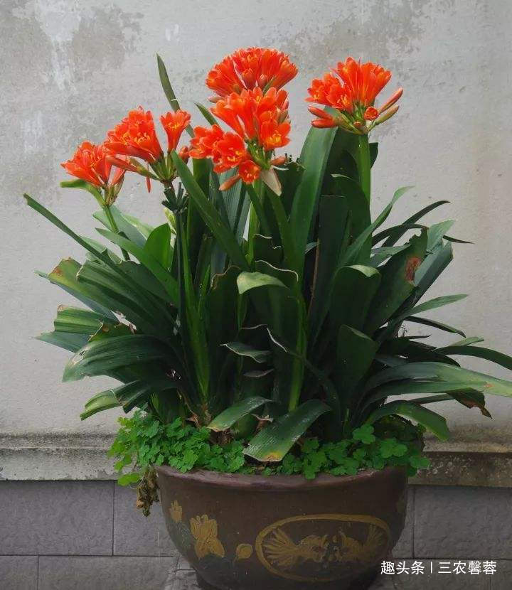君子兰1个月喝一瓶“它”,不用施肥,3个月后叶片肥厚开花50朵