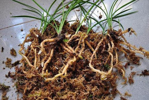 扦插|扦插怎么保证成功率这几个“小玩意”不能少，用了就有效