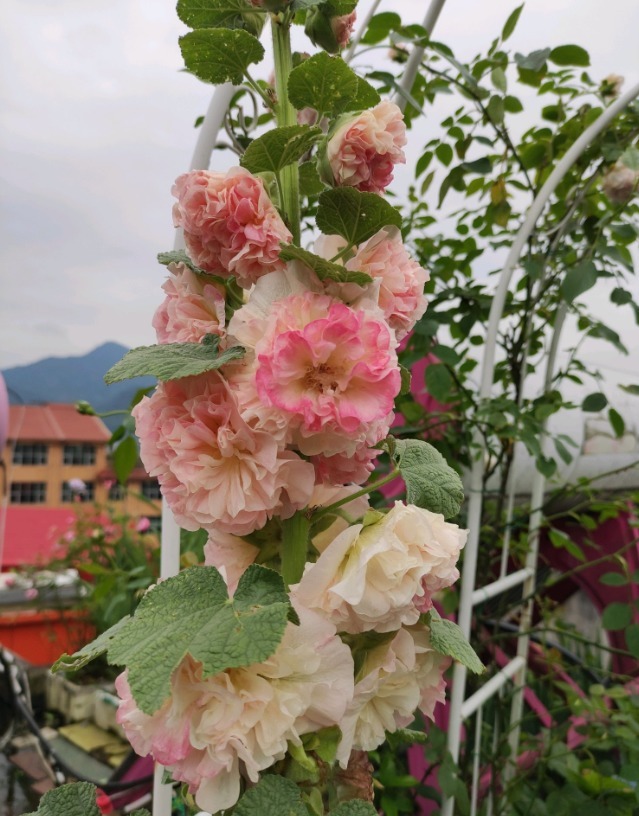 漂亮的蜀葵开花了，随便撒些种子，来年就是一片花海！