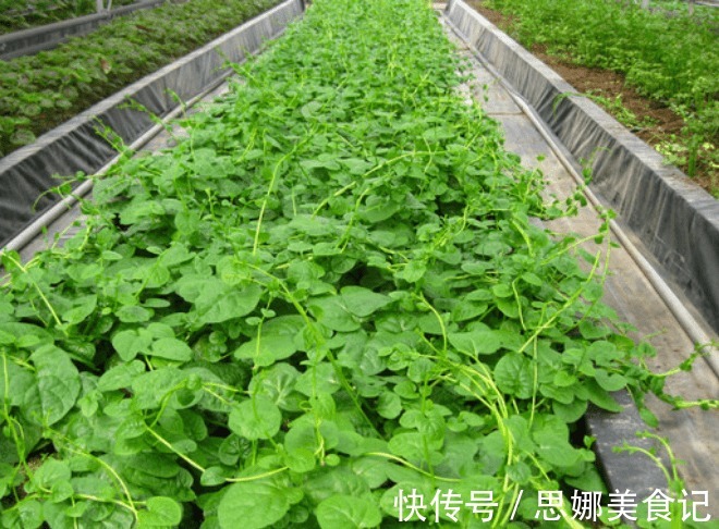 播种|木耳菜营养丰富,做菜清香爽滑可口,那怎样种出优良的木耳菜呢?