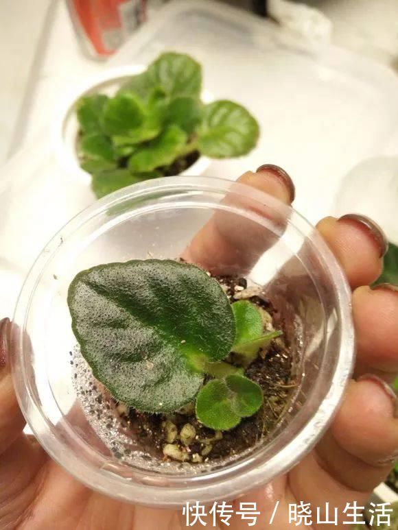 繁殖|5种花现在插土里,下个月就开花,再热也不怕,别错过了