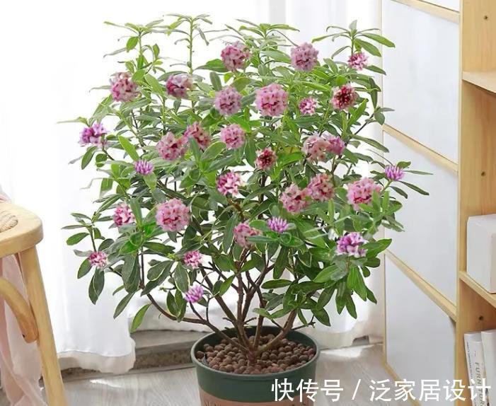 花卉|此花太好看了,真正的“花叶俱美”,现在养起来是真合适