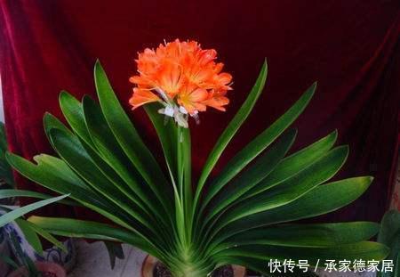 娇艳|这些废料是个宝，浇君子兰，叶绿花艳效果好