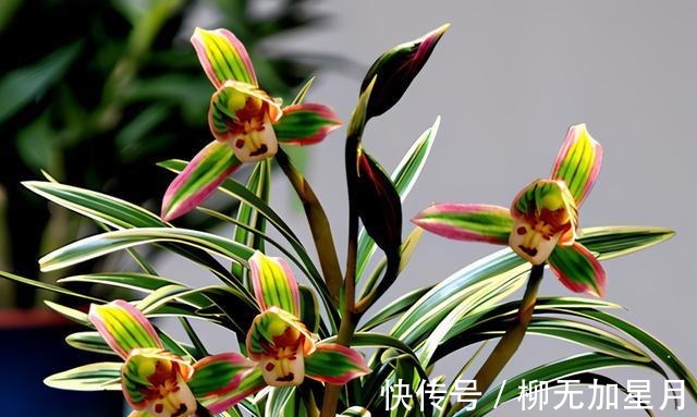 花香|此兰“花开双色”，花姿端庄优雅，兰香四溢持久，花开后香飘满屋！