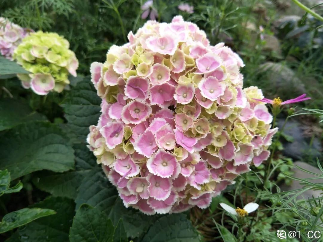 花手鞠|夏天扦插最好活,剪个枝条插土里,10天就生根
