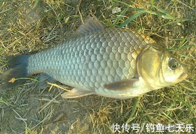 冬季鲫鱼难钓？化绍新老师给新手的几点建议