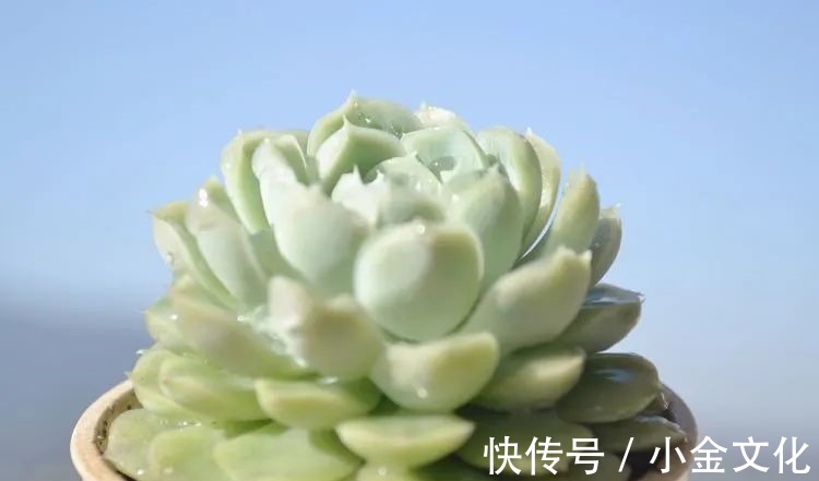 以阳光为滤镜,蓝天为背景,期待拥抱春天,拥抱自然!