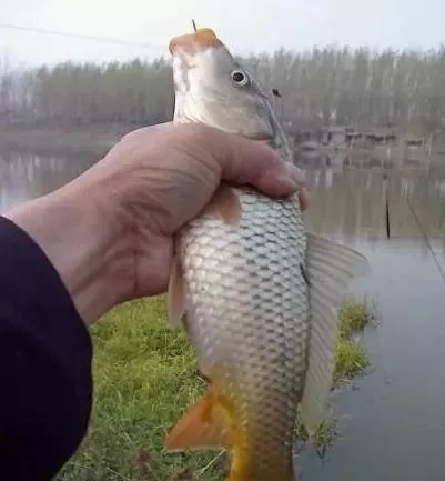 冬季野钓,掌握这2个秘诀,钓鲫鱼十拿九稳!