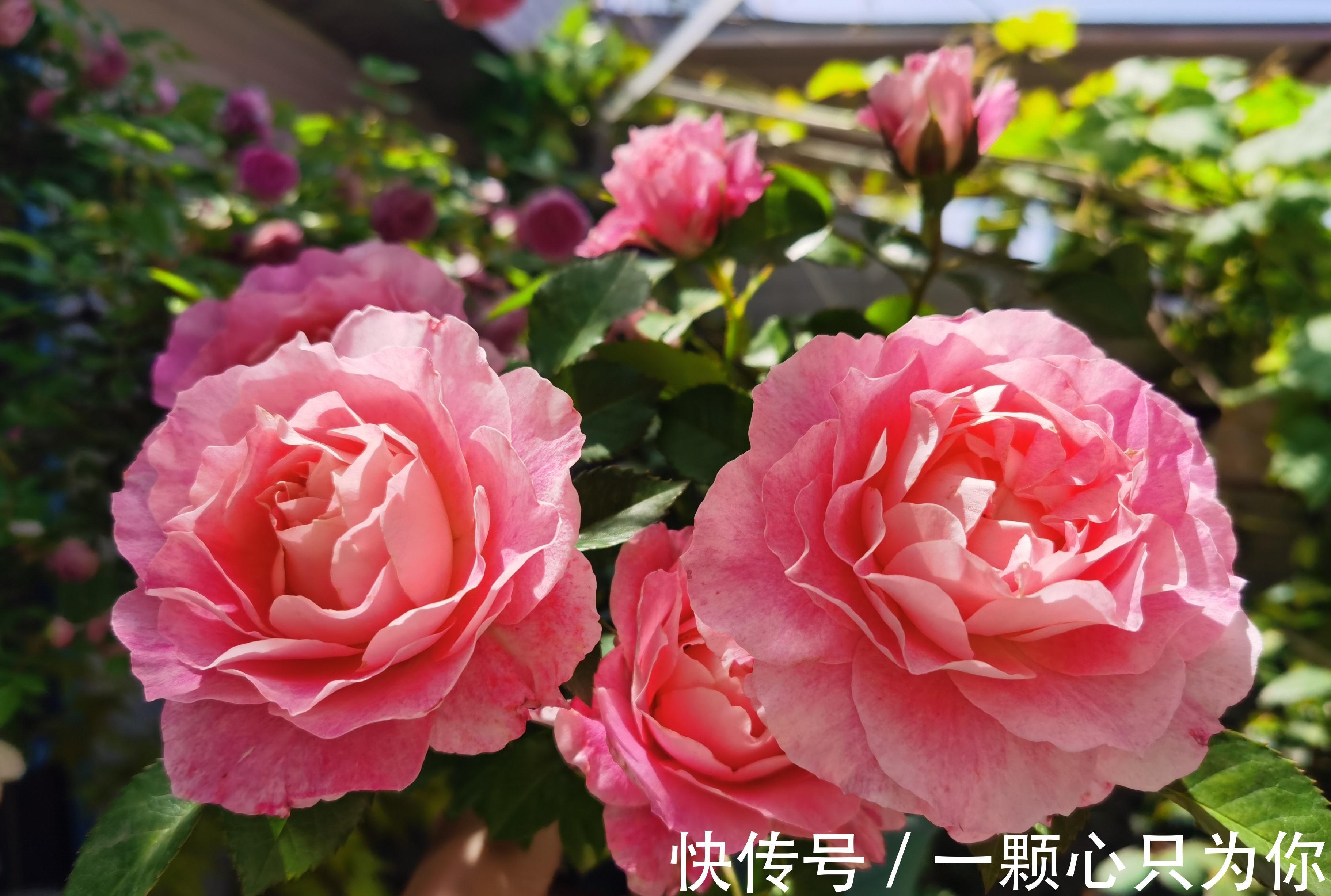 月季|一种长得像牡丹的月季花,颜值高,香气浓,四季花开,阳台也能养