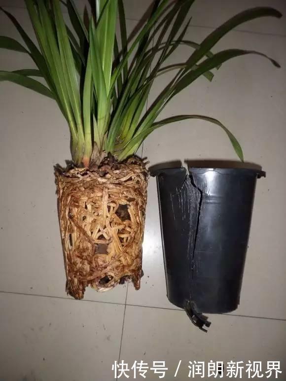 养花|换下来的“旧土”怎么办几个小方法，旧土变新土，照样能养花！