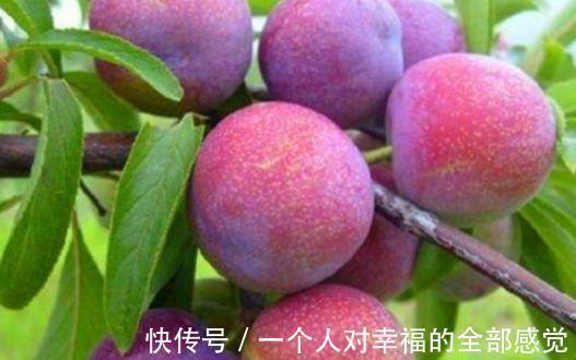 沙果|长寿老人都爱吃以下食物,补血益气,保护心血管,滋养肝脏