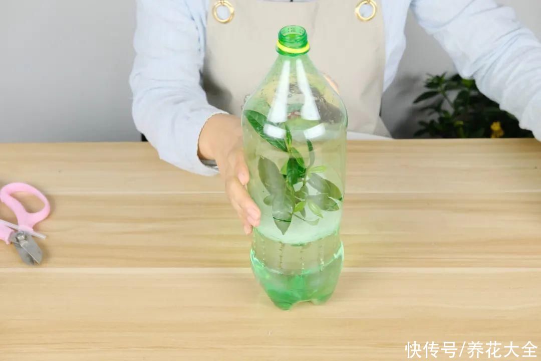 11种常见花，现在扦插，成活率特高