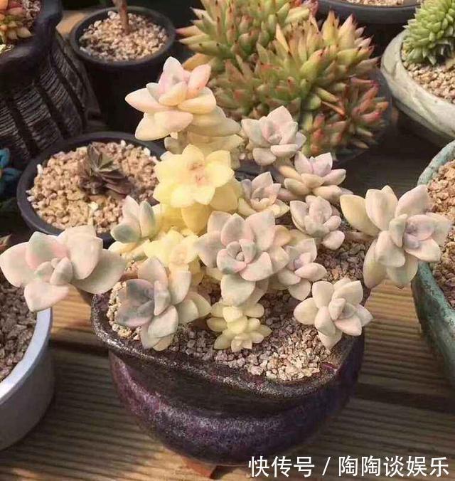6种多肉,夏天要多操心,不然再美,也得“度夏死”