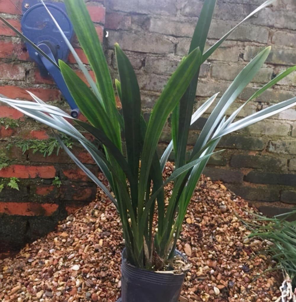 兰花忒难养?配个好土,咋养咋壮,花箭一米八,香喷喷的报岁花