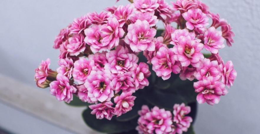 冬天养花，牢牢抓住这4点，室内盆栽才不出问题