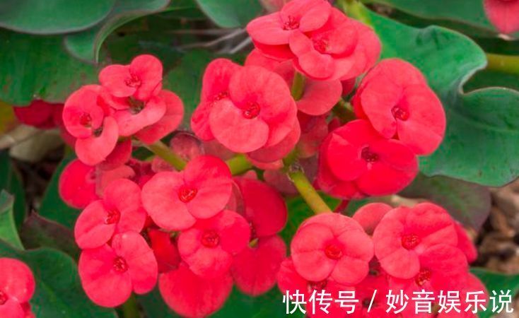家里阳台必养此款花卉,365天开花不断,花团锦簇,比牡丹还美