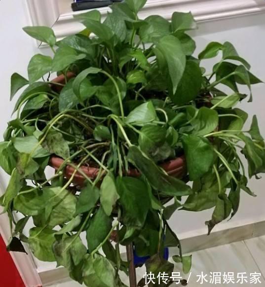 夏天养花“技巧”多,天热就需要换位置,黄叶烂根救不活