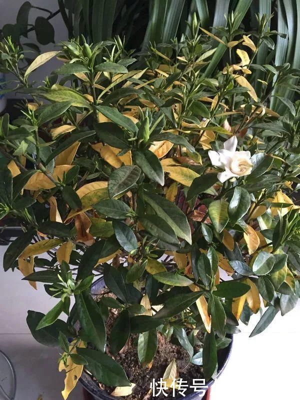 3种花，在北方很多人都“养不活”，可以说养1盆死1盆