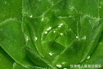 介壳虫|花盆里撒点料，花草再也不长虫，盆栽枝繁叶绿花又多！