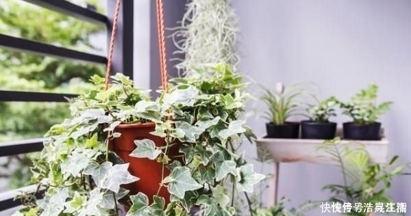 枸杞|冬天别的花可以不养,但是这6种,不养就亏了!