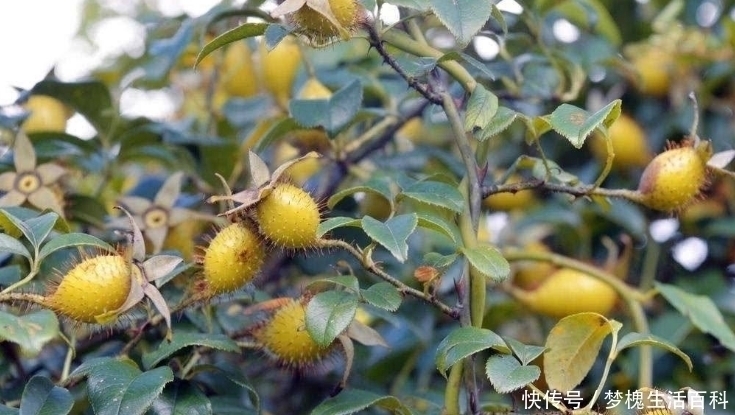 金樱子|它浑身是刺，却比蜜甜，采摘者非常多，却没人种植！