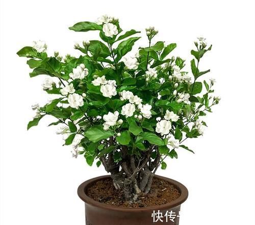 养人|这五种花摆放在家里，娇艳高贵又芬香，净化杀菌还养人