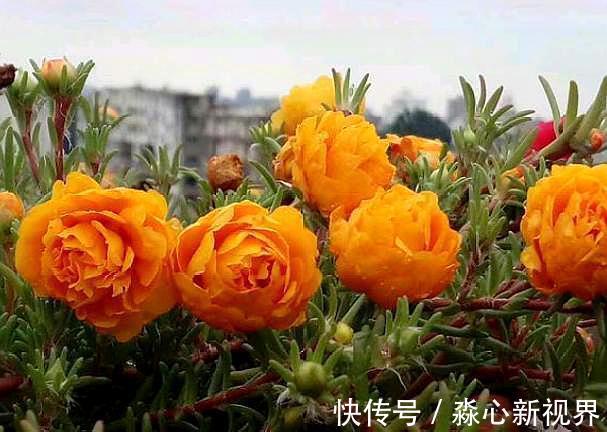 土干|太阳花特好养,给点阳光就“灿烂”,赶紧养几盆,荒地变“花海”