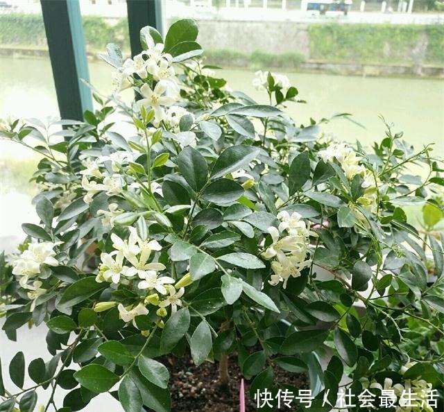  此“花”比香水还要香，院子里种一棵，能净化空气，花香九里！