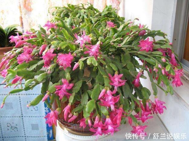 到了夏天,蟹爪兰叶子“耷拉、断裂”,没有放对位置,赶紧搬