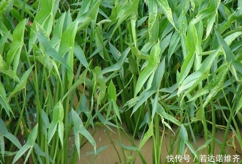 炖汤|不起眼的野菜,长在水田里,10月正鲜嫩,采挖根茎,炖汤最好