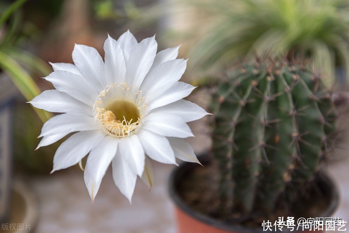 老家院子的仙人球，1年没浇水，活得好好的，花盆都长满了