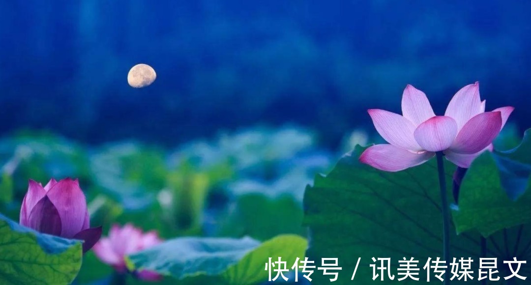 月色|荷花 明艳,十首有关荷花与月色的诗词,在月光里流溢荷香