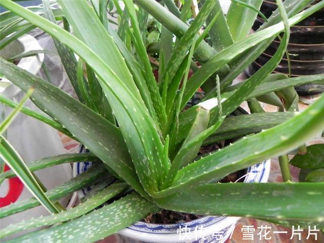 10个人有9个人不喜欢“4种花”,殊不知,都是除螨、杀菌“高手”