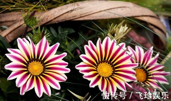 勋章菊|家居盆栽植物“新宠”，漂亮得像假花，一年四季花开，观赏价值高