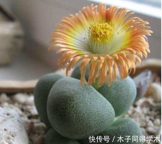 琴叶榕|4种花养家里,空气1级棒,吸甲醛、杀病菌,还有助于睡眠!