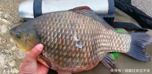 钓获比巴掌还大的野生鲫鱼,而后放生,钓友:不想钓上这种鱼