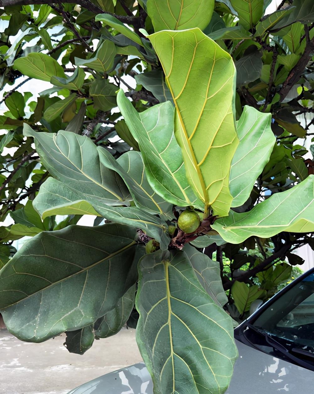 修剪|琴叶榕修剪有诀窍，枝繁叶茂，几步就可以了