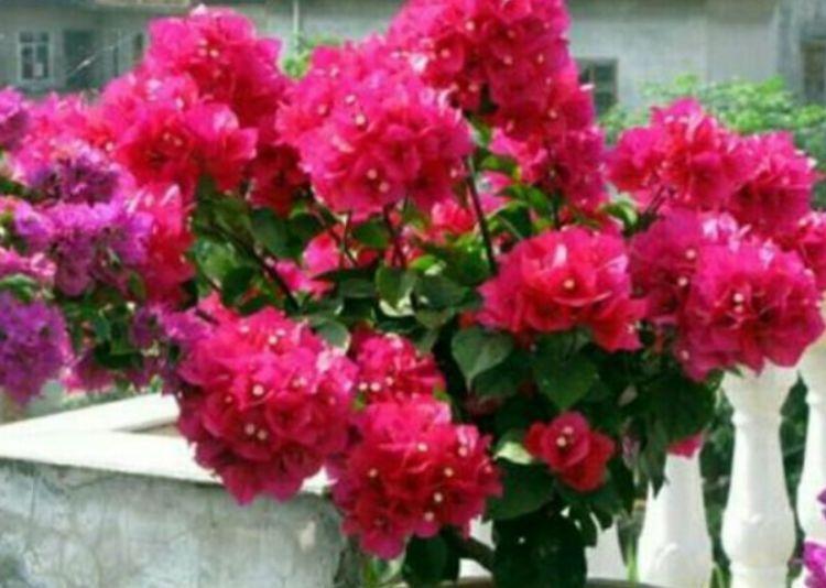 几款花卉花大色艳易爆盆,楚楚动人,颜值超高的