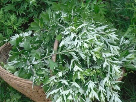 艾草|38岁江西女子,坚持用艾叶洗头,半年后,身体发生这4个改变