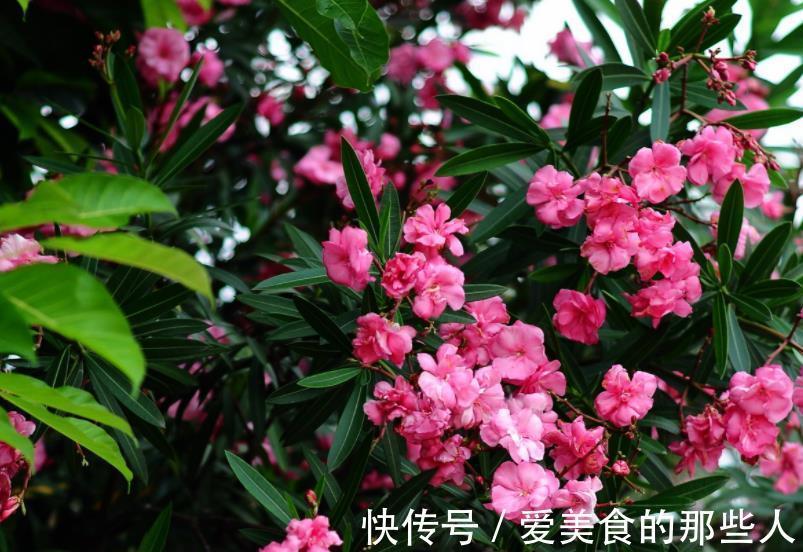 3种漂亮花,高雅大气毒性强,再喜欢也别养在室内,赶紧搬出去