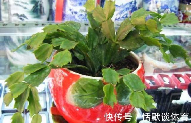危险期|立秋后,6种花进入“危险期”,当心“黑腐”找上门