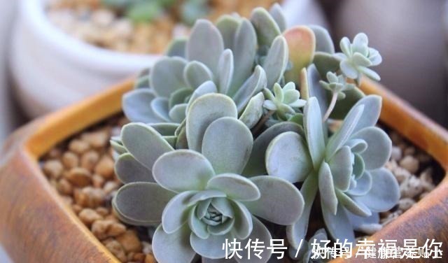 施肥|让多肉胖萌的小技巧,掌握好用处多!让多肉胖萌的小技巧,掌握好用处多!