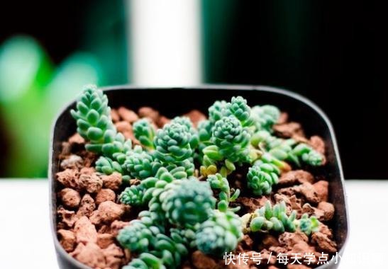 去年12月入手的姬星美人,养了2个月,就徒成这样,该怎么办!