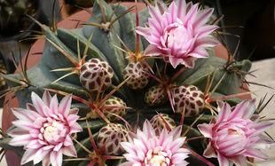 家里花太多养不过来？试试4种花，不用精心打理也能爆盆