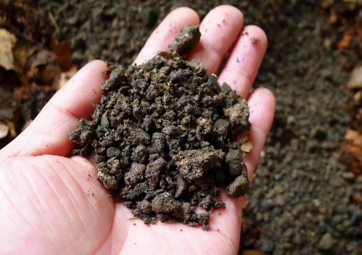 抓把“臭球”埋到花盆里,盆土不板结,疏松又营养,大白根长不停