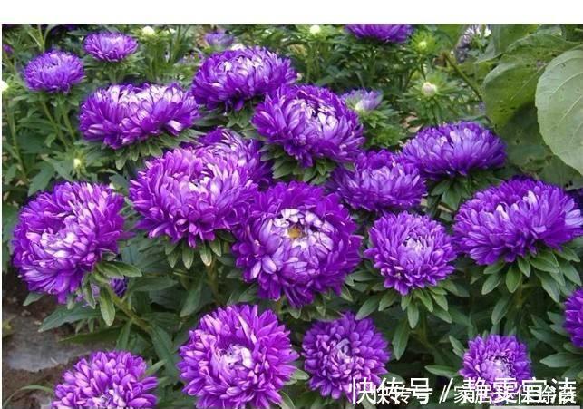 格桑花四季可播种,颜色鲜艳开花漂亮,种上种子一周就出苗,好养
