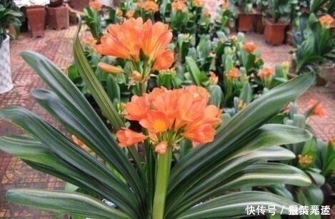 爆盆|什么柳树皮,阿司匹林都不如“1勺它”,厨房取一勺,养啥旺啥!